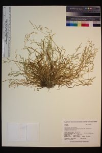 Poa annua image